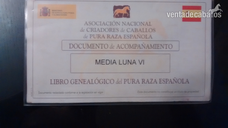 yegua española pura raza in 