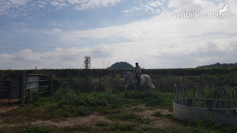 Caballos Pura Raza Española (P.R.E.) Pura Raza Española - Venta yegua pura raza Española