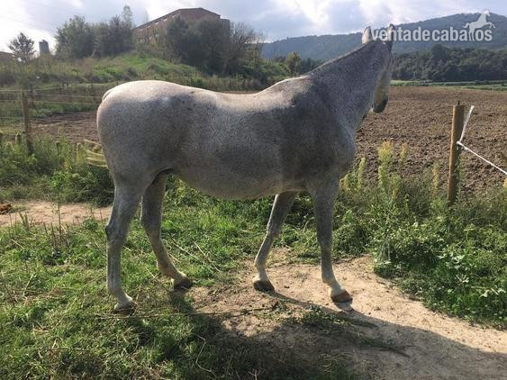 Venta yegua pura raza Española in 