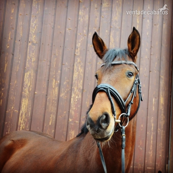 Caballo de ocio en venta. Yegua Hannoveriana in 