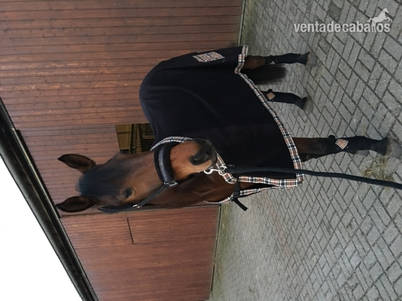 Yeguas Hannoveriana - Caballo de ocio en venta. Yegua Hannoveriana