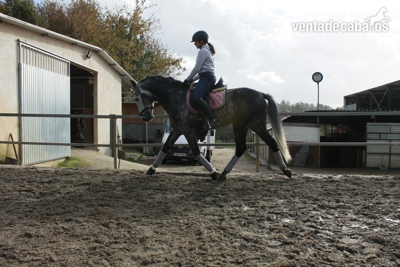 CABALLO LUSITANO ENTERO in 