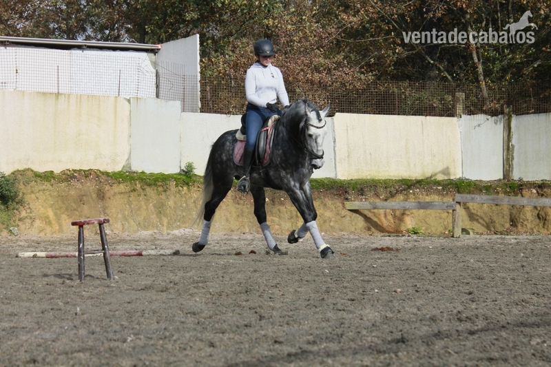 Lusitano