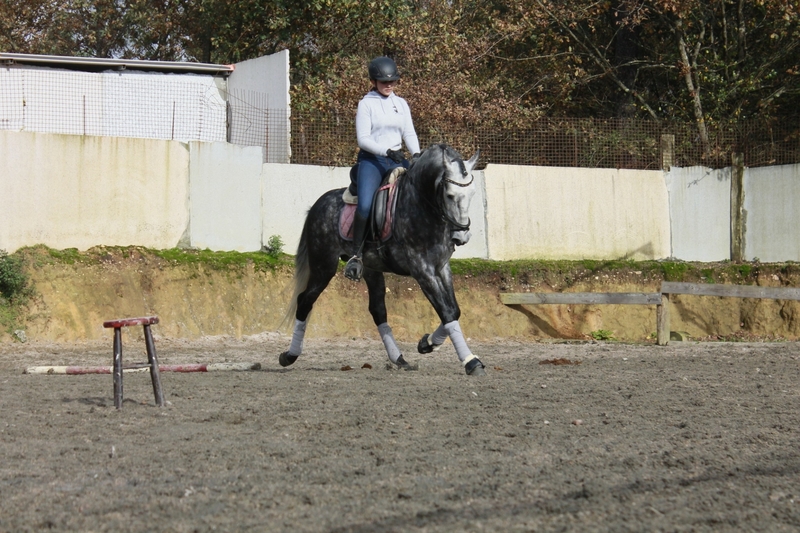 Lusitano