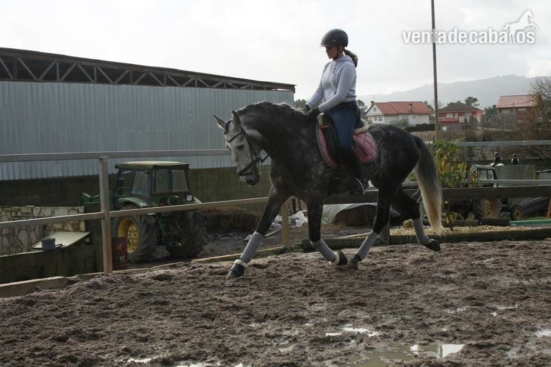 Lusitano {TYPE}