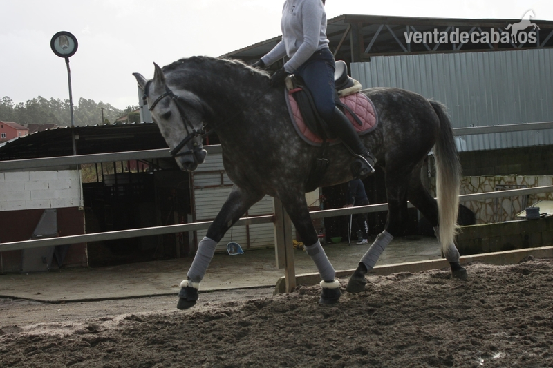 Caballos Enteros Lusitano - CABALLO LUSITANO ENTERO