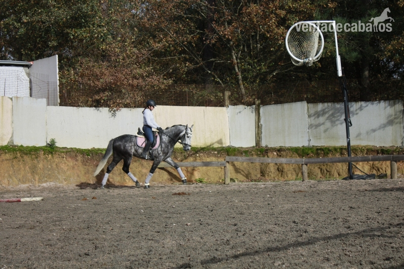 CABALLO LUSITANO ENTERO - Caballos Enteros Lusitano