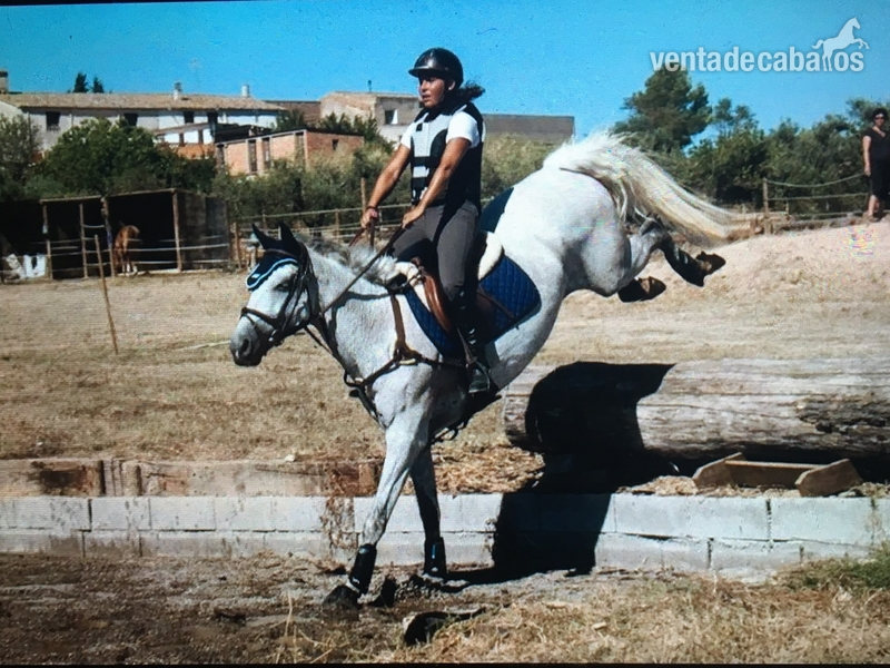 Yegua de CCE en venta - Yeguas BWP