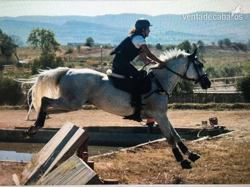 Yegua de CCE en venta