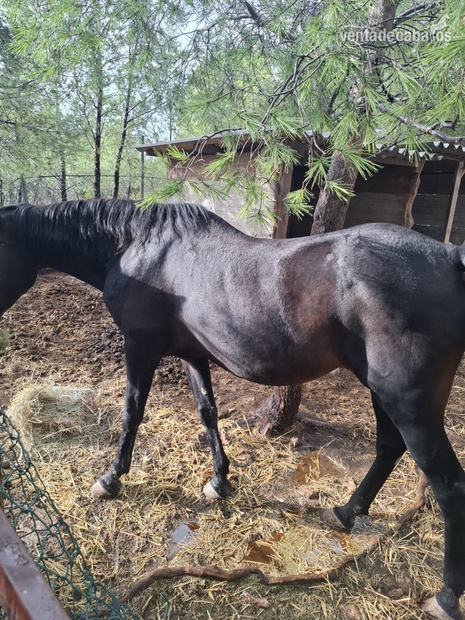 Yegua Negra 1.500€  in 