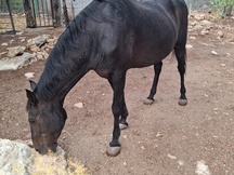 Yegua Negra 1.500€