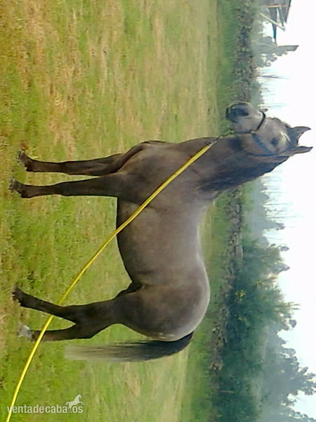 caballo hispano arabe castrado in 