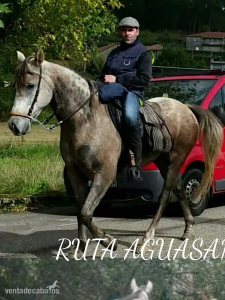 Hispano-Arabe