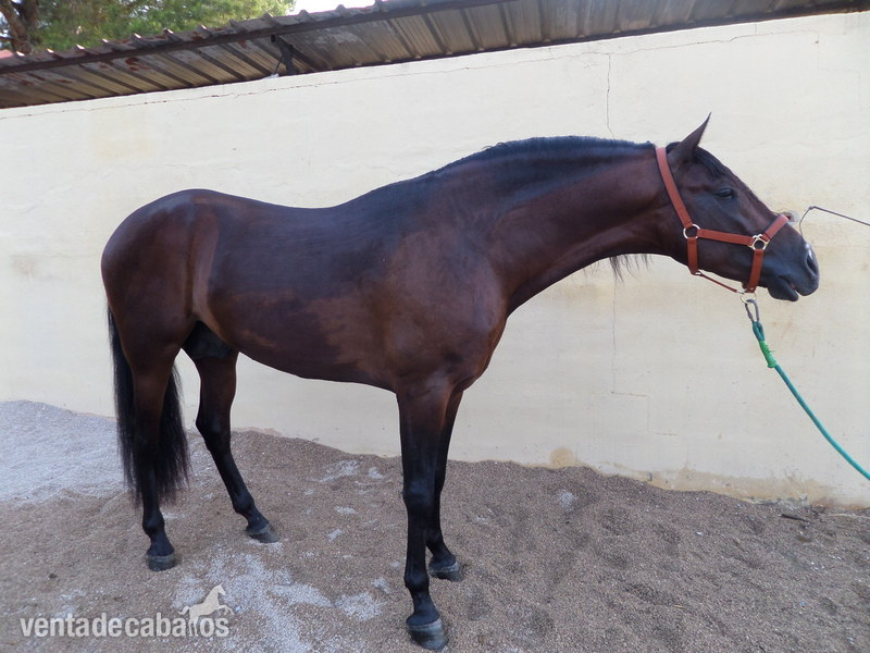 Andaluz