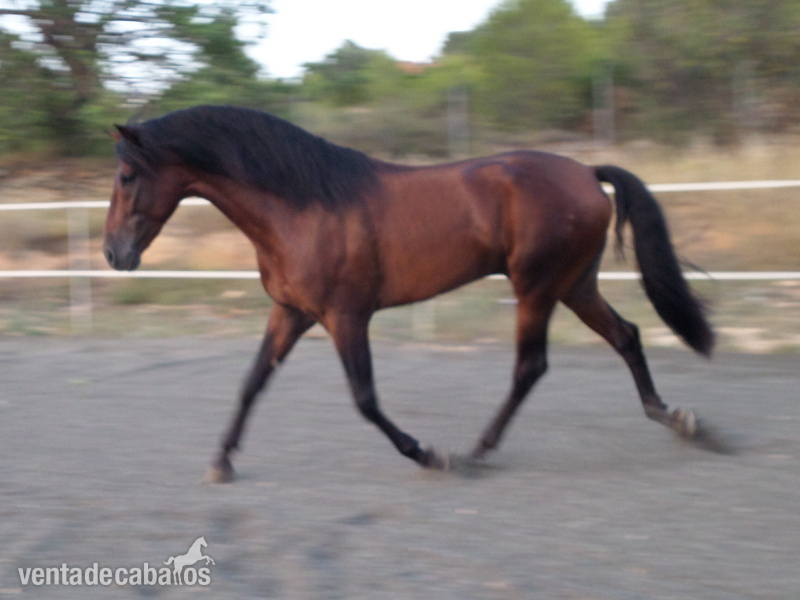 Andaluz {TYPE}