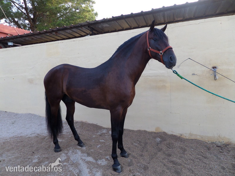 Caballos Pura Raza Española (P.R.E.) Andaluz - EXTRAORDINARIO PRE 5 AÑOS, 1,66