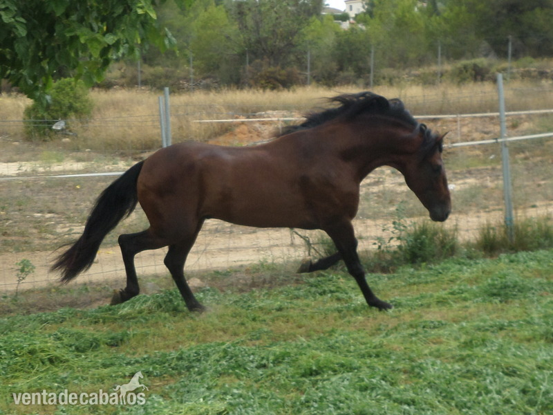 EXTRAORDINARIO PRE 5 AÑOS, 1,66 - Caballos Pura Raza Española (P.R.E.) Andaluz
