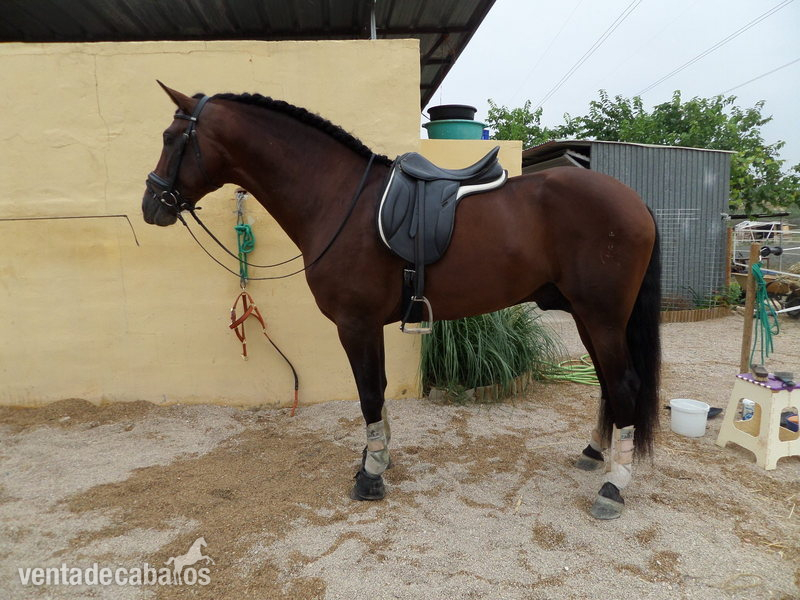 EXTRAORDINARIO PRE 5 AÑOS, 1,66 - Andaluz