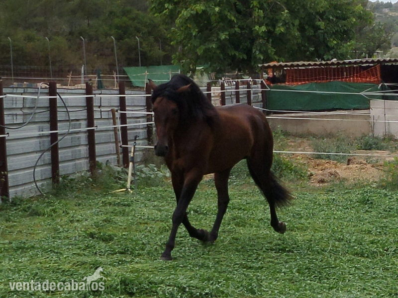 EXTRAORDINARIO PRE 5 AÑOS, 1,66 - Caballos Pura Raza Española (P.R.E.)