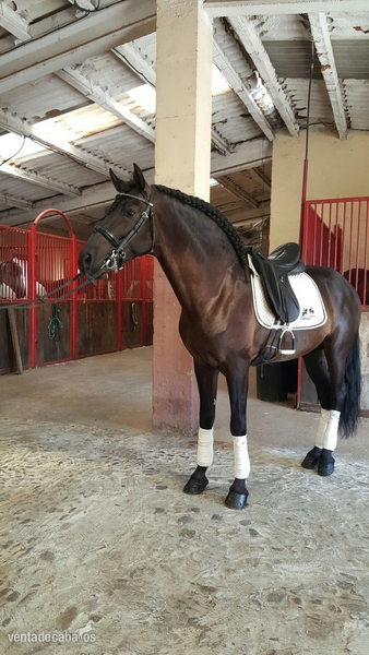 CABALLO 7 AÑOS in 