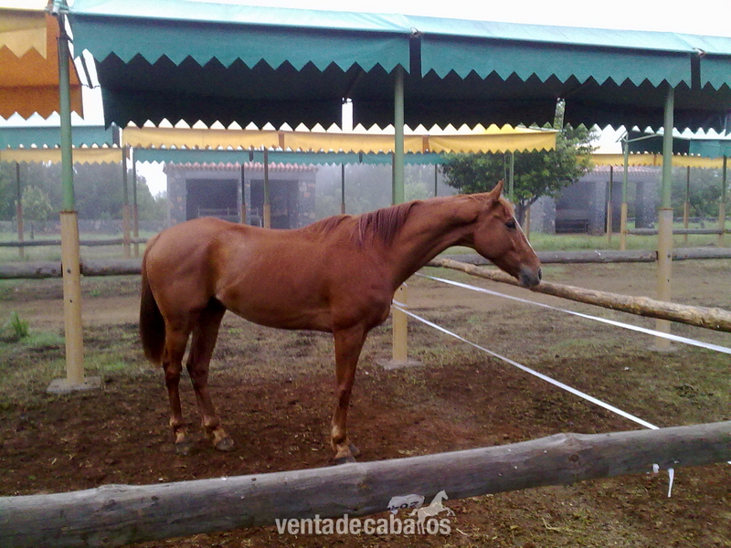 Caballo Pura Sangre Inglés Cruzado in 