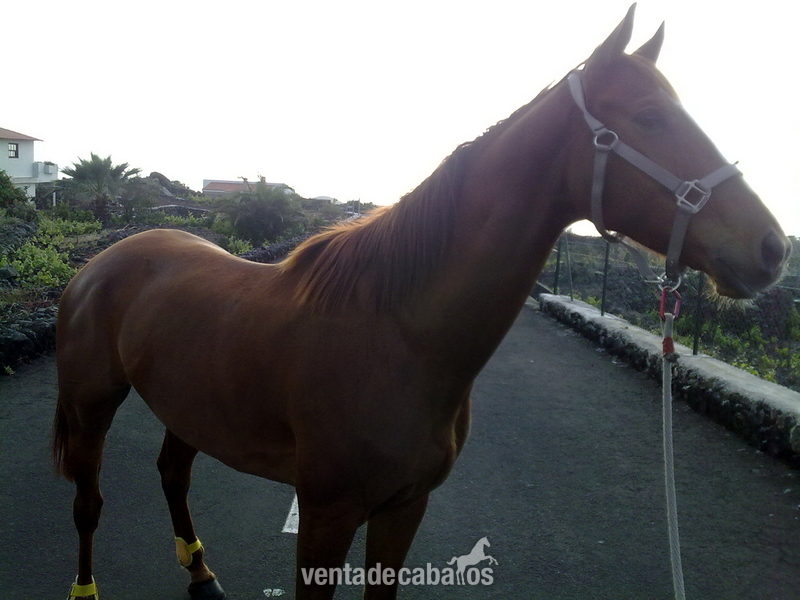 Caballos Capados Pura Sangre Inglés - Caballo Pura Sangre Inglés Cruzado