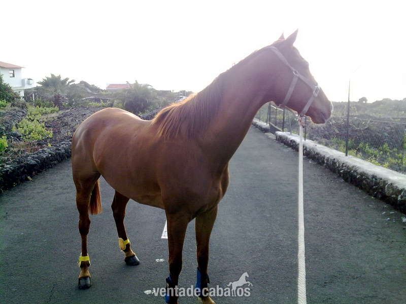 Caballo Pura Sangre Inglés Cruzado - Caballos Capados Pura Sangre Inglés