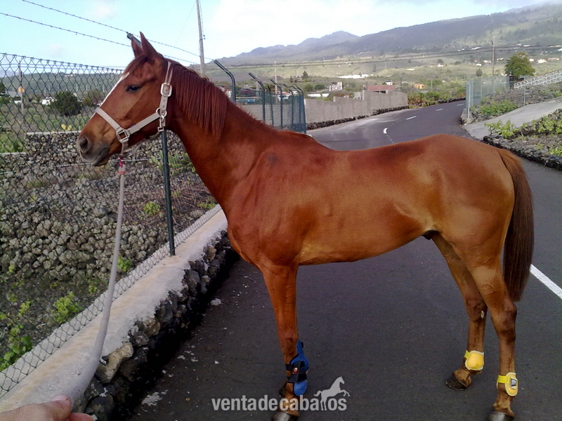 Caballo Pura Sangre Inglés Cruzado - Pura Sangre Inglés