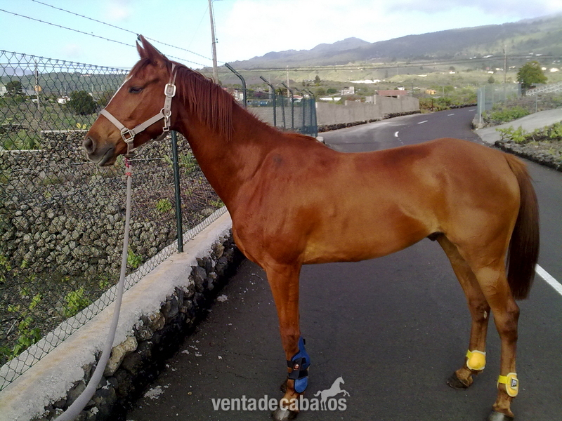 Caballo Pura Sangre Inglés Cruzado - Caballos Capados