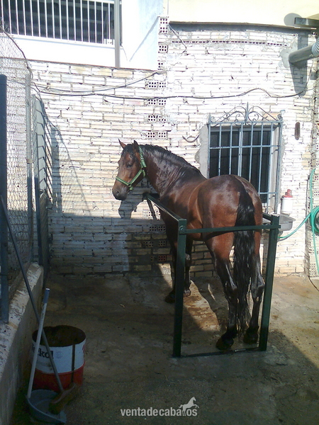 Caballo con 8 años in 
