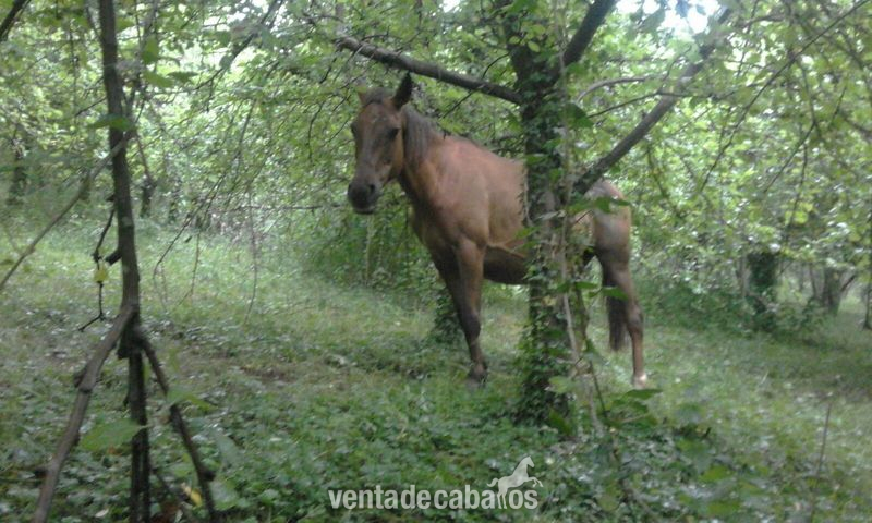 Yegua muy andadora in 