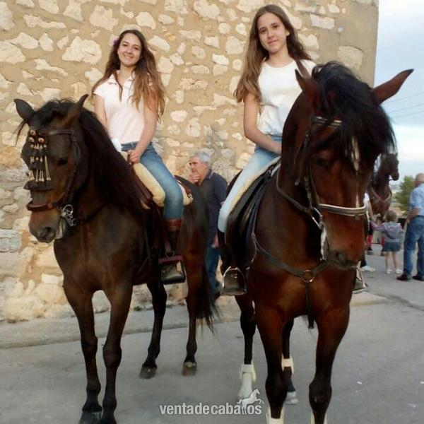 En venta pre castaño in 