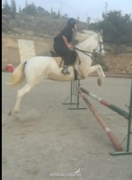 Se vende yegua in 
