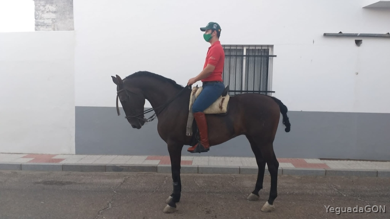 SE VENDE CABALLO MONTADO Y ENGANCHADO in 