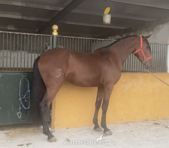 Lusitano