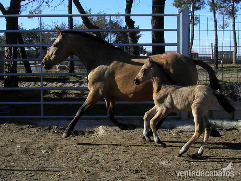 Caballos Pura Raza Española (P.R.E.) Pura Raza Española - REGALO DE REYES