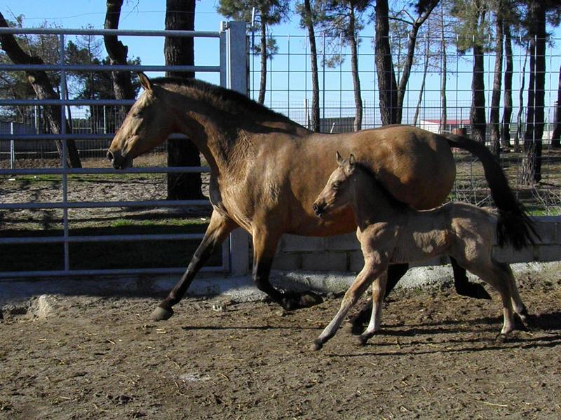 REGALO DE REYES - Caballos Pura Raza Española (P.R.E.) Pura Raza Española