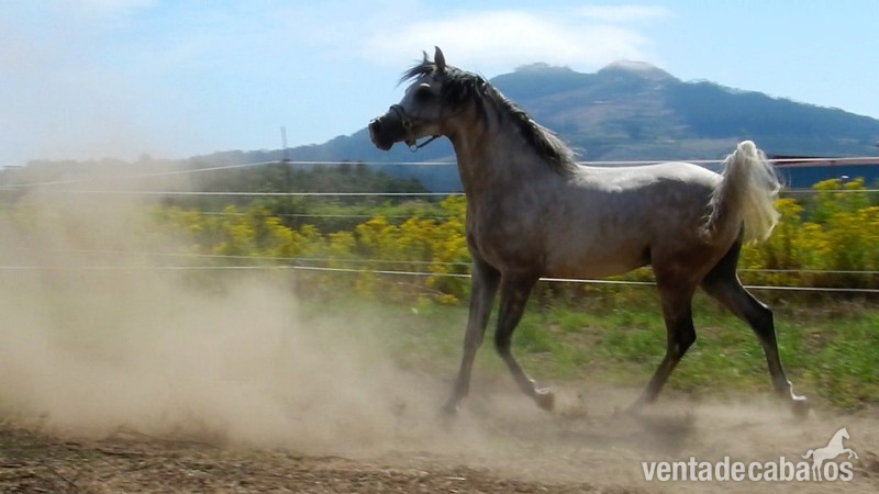 Pura Raza Arabe {TYPE}