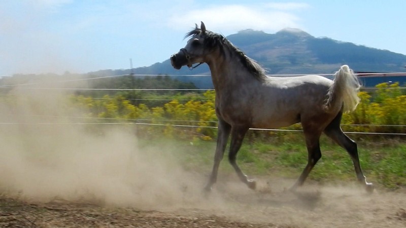 Pura Raza Arabe {TYPE}