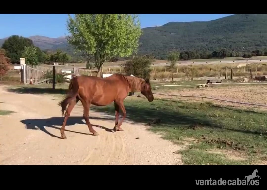 Vendo Yegua Luso-árabe in 