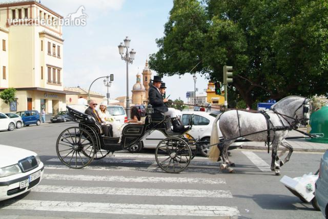 ALQUILER DE COCHES DE CABALLOS PARA BODAS EN SEVILLA. in 