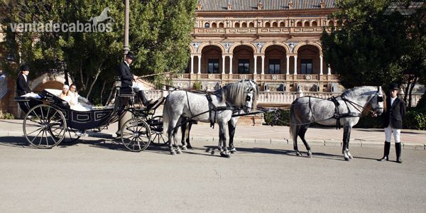ALQUILER DE COCHES DE CABALLOS PARA BODAS EN SEVILLA.