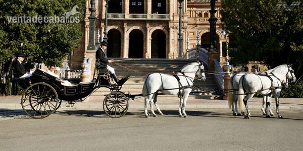  ALQUILER DE COCHES DE CABALLOS PARA BODAS EN SEVILLA.