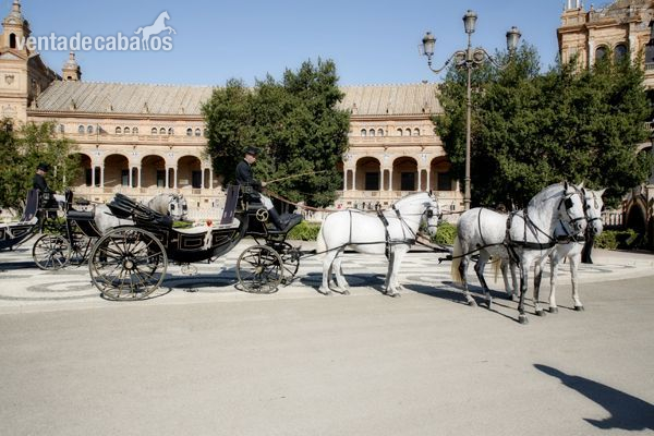 ALQUILER DE COCHES DE CABALLOS PARA BODAS EN SEVILLA. - Carruajes y Enganches