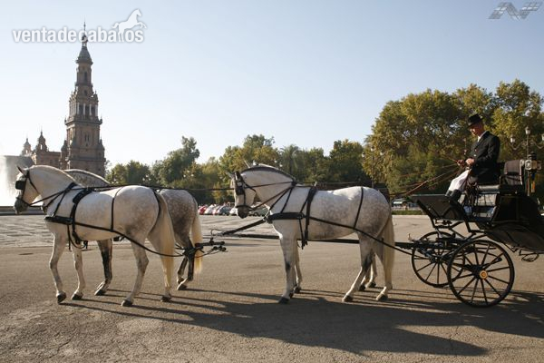 ALQUILER DE COCHES DE CABALLOS PARA BODAS EN SEVILLA. 