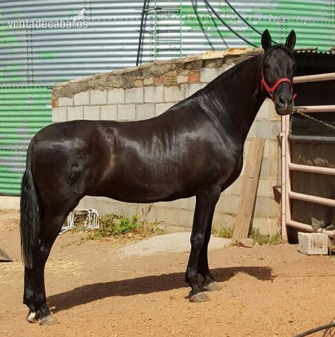 YEGUA PRE, CAPA NEGRA in 