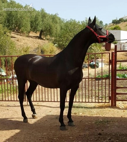 Pura Raza Española {TYPE}