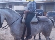Yegua Pura Raza Española