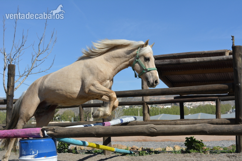 Haflinger