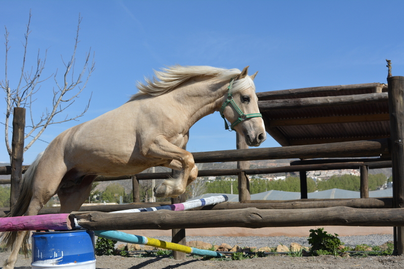 Haflinger